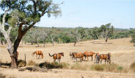 Cavalos no montado